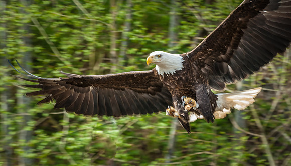Eagle Landing, Sitka, Alaska