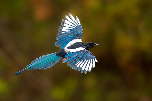 Magpie FlyBy. RMNP, Colorado.  Fall 2022.