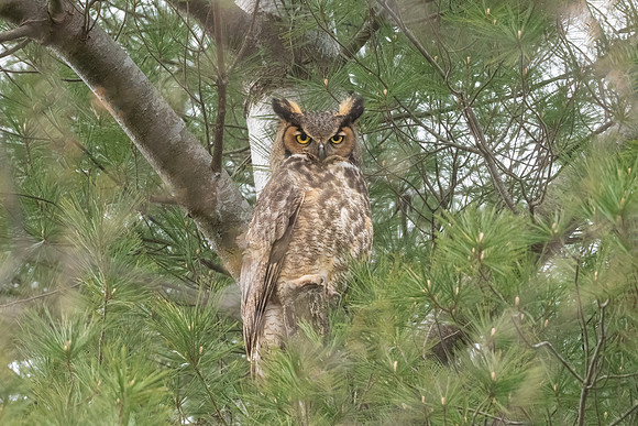 Great Horned Owl Parent in Perch.  Arlington, Massachusetts.  May 2022.