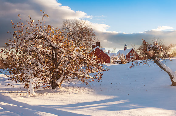 Apple Orchards, Hollis, New Hampshire