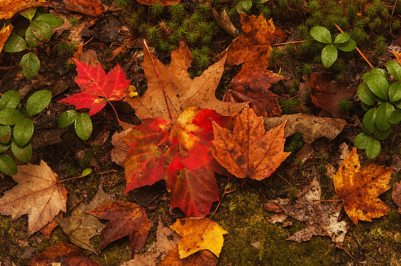 Fall Leaves, Monson Center, Milford,NH