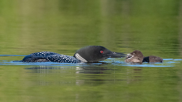 Feeding Time.  Male Loon Feeding Day Old Chick.  New Hampshire, Summer 2022.