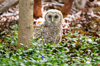 Barred Owlet Just Fledged II.  Eastern Massachusetts, USA.
