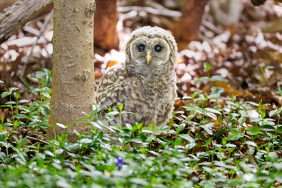 Barred Owlet Just Fledged II.  Eastern Massachusetts, USA.