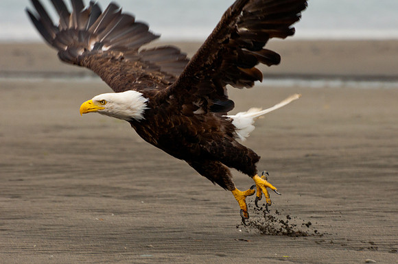 Bald Eagle Taking Off, Homer Spit, Alaska