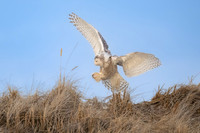 Snowy Owl Dune Hopping. Hampton Beach State Park, NH.