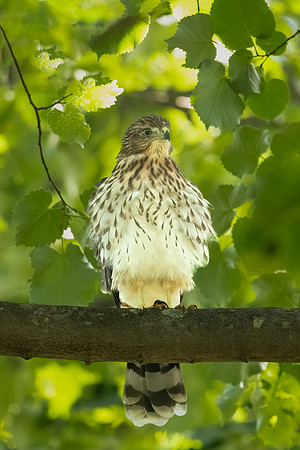 All Dressed Up.  Fledgling Coopers Hawk.  Cambridge, Massachusetts. 2022.