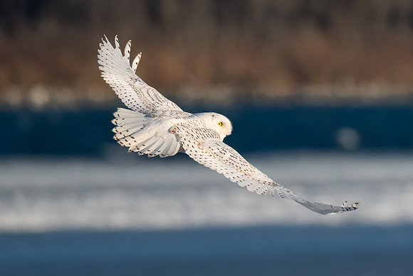 Snowy Owl Over Duxbury Bay, Massachusetts.