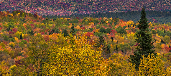 Abundance of Colors, Ridge Road, Franconia, NH