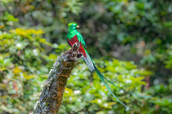Male Resplesant Quetzal Perched.  Mountains Near San Jose, Costa Rica.
