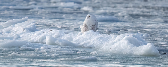 Snowy Owl on Ice at Sunrise, Duxbury Bay, Massachusetts.