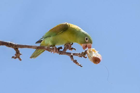 Orange-Chinned Parakeet.  Guanacaste, Costa Rica.  February 2022.