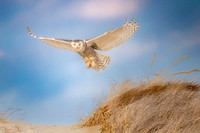 Snowy Owl Hovering for Prey. Hampton Beach State Park, NH.