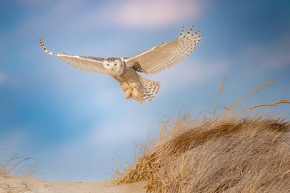 Snowy Owl Hovering for Prey. Hampton Beach State Park, NH.