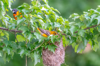 Baltimore Oriole Couple and Nest.  Mystic Lakes, MA. 2024.