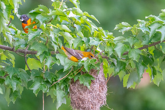 Baltimore Oriole Couple and Nest.  Mystic Lakes, MA. 2024.