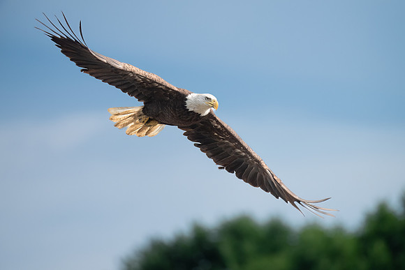 Bald Eagle Flying.  Exeter, NH. 2024.