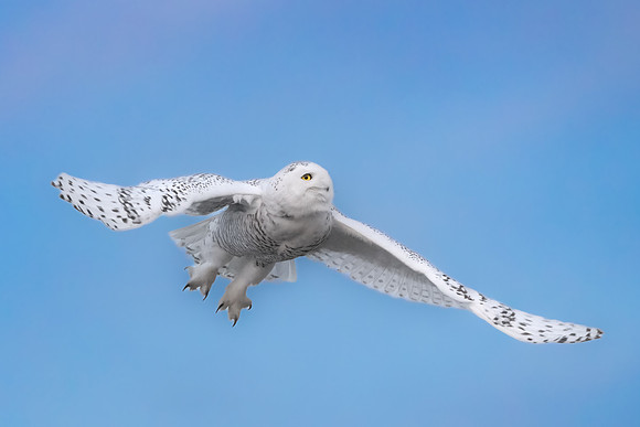 Snowy Owl Flying. Coastal New England. January 2022.