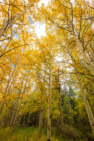 Aspen in Fall.  Rocky Mountains, Colorado. Fall 2022.
