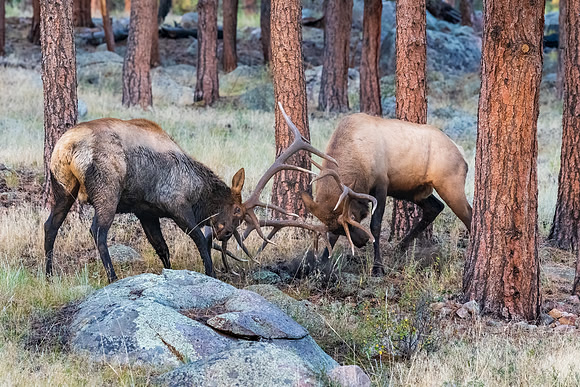 Bull Elk Battle Near Moraine Meadows.  RMNP, Colorado. Fall 2022.