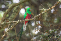 Male Resplesant Quetzal with Avocado to Feed Nestling.  Mountains Near San Jose, Costa Rica.