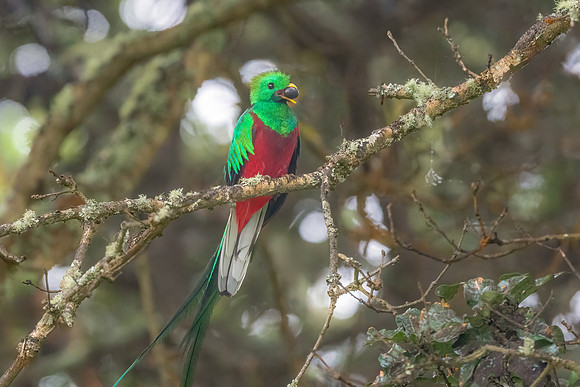 Male Resplesant Quetzal with Avocado to Feed Nestling.  Mountains Near San Jose, Costa Rica.