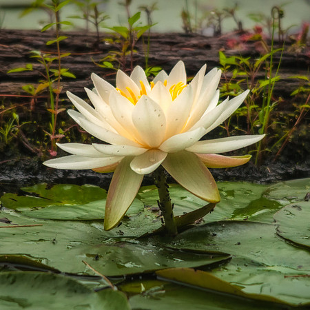 Water Lilly, Danville, NH