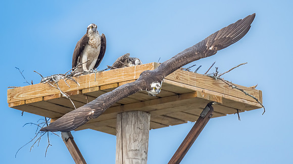 Osprey Family.  Nashua, NH. 2024.