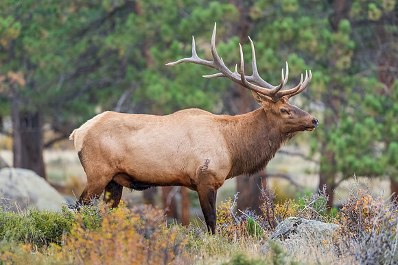 Bull Elk Portrait.  RMNP, Colorado. Fall 2022.
