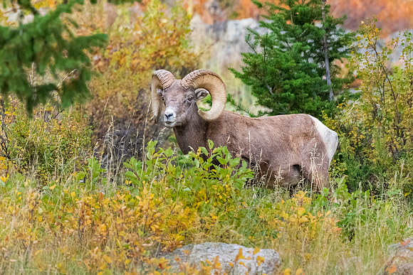 Big Horn Ram. RMNP, Colorado.  Fall 2022.