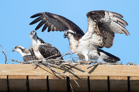 Osprey Family.  Nashua, NH. 2024.