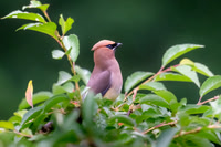 Cedar Waxwing.  Amherst, NH.  2024.