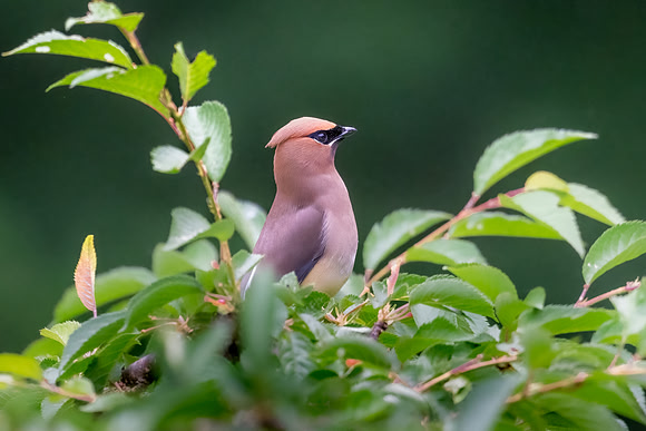 Cedar Waxwing.  Amherst, NH.  2024.