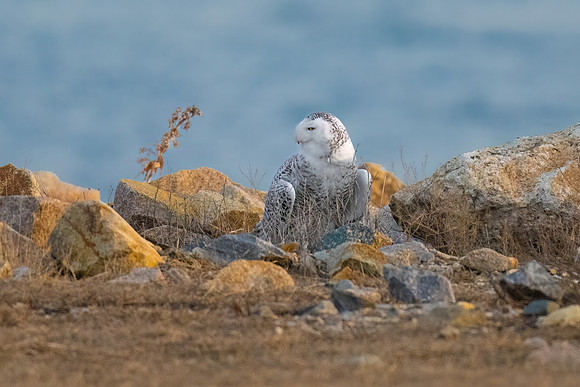 Snowy Owl on the Rocks.  Hampton Beach State Park, NH.