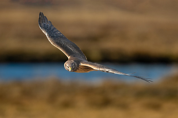 Northern Harrier Hunting the Marshes. Coastal Massachusetts. January 2022.