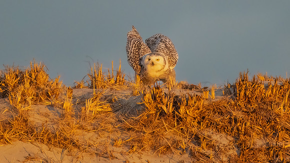 Snowy Owl Mantling Prey in Golden Light. Hampton Beach State Park, NH.