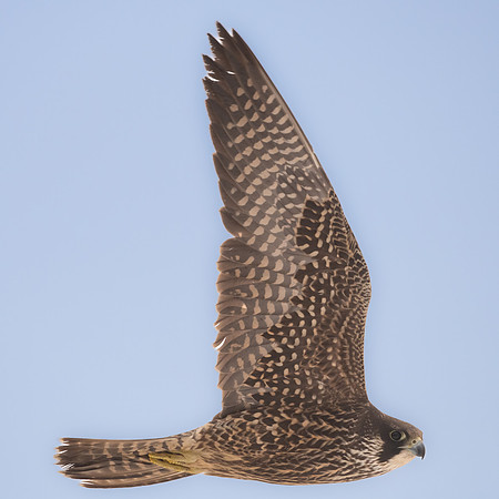 Peregrine Falcon Fly By. Coastal New Hampshire. January 2022.