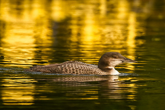 In the Glow, Loon Chick, Kezar Lake, Sutton, NH