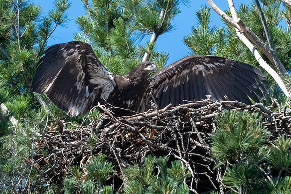 Bald Eagle Preparing to Branch.  Arlington, Massachusetts. 2022.