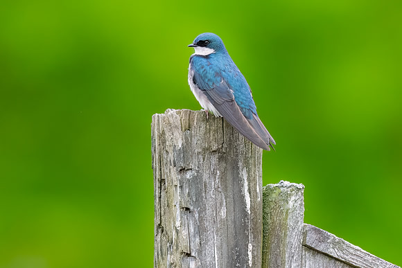 Tree Swallow Perched.  Beaver Brook, Hollis, New Hampshire.