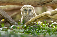 Barred Owlet Just Fledged.  Eastern Massachusetts, USA.