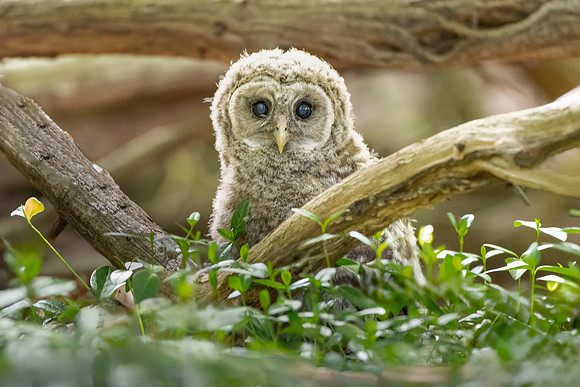 Barred Owlet Just Fledged.  Eastern Massachusetts, USA.