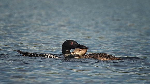 Caressing, Loon and Chick, Kezar Lake, Sutton, NH