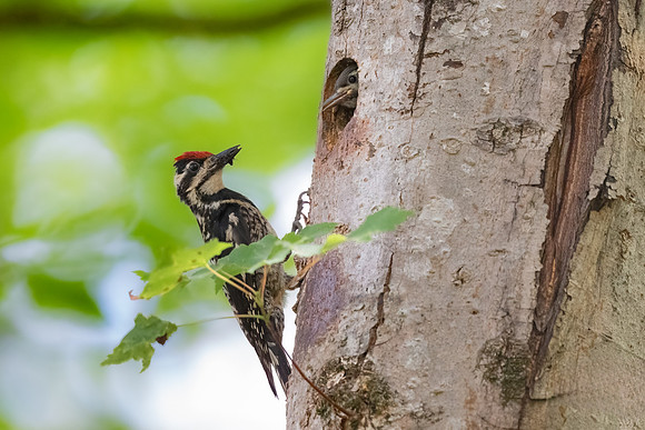 Yellow Bellied Sapsucker Feeding.  Hollis, New Hampshire 2025