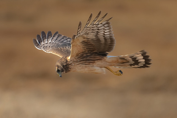 Northern Harrier Hunting the Marshes. Coastal Massachusetts. January 2022.
