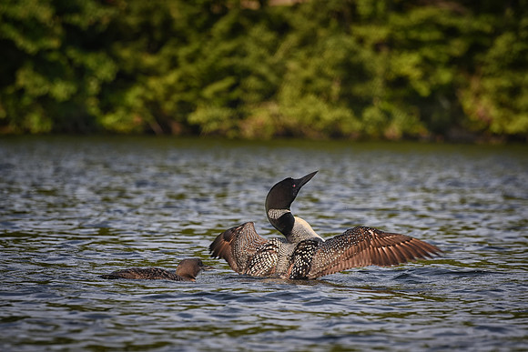 Watch This.  Loon and Chick, Kezar Lake, Sutton, NH