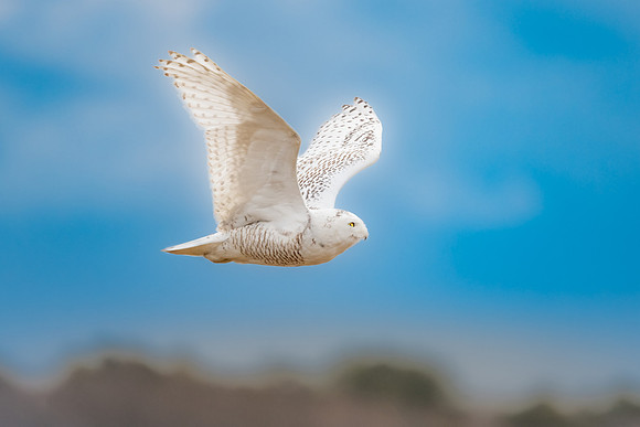 Snowy Owl Flying Low.  Coastal Massachusetts, USA.  April 2022.