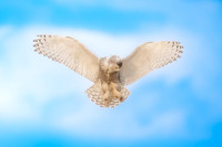 Snowy Owl Hovering. Hampton Beach State Park, NH.