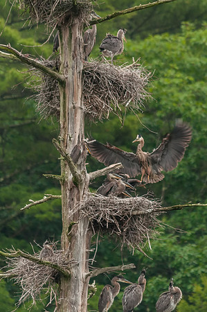 Family DinnerTime, Danville Rookery