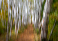 Amongst the Pirches.  Intentional Camera Movement.  Northern New Hampshire.
